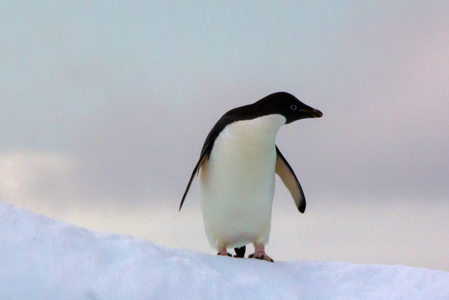 Adelie Penguin © Stephanie Borrelle