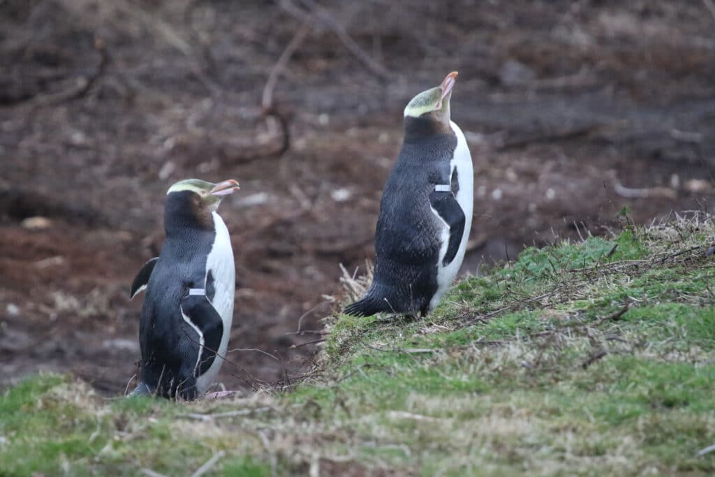 Yellow-Eyed Penguins © Andrew de Blocq