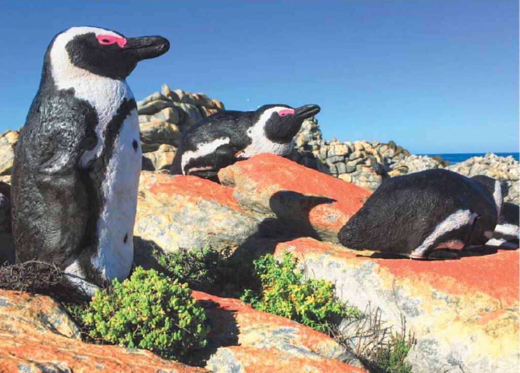 Models of African penguins in De Hoop nature reserve, South Africa © Cristina hagen, 