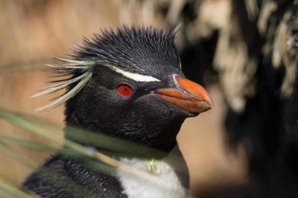 Rockhopper Penguin © Stephanie Borrelle