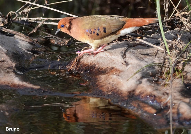 Blue-eyed Ground-dove, BirdLife International, Species Champions