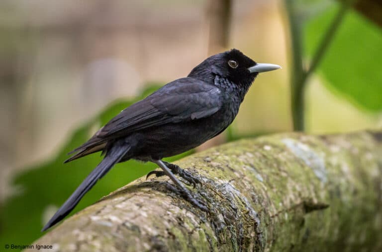 Fatu Hiva Monarch, BirdLife International, Species Champion