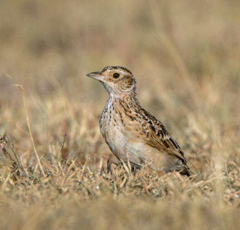 BirdLife international, Species Champions