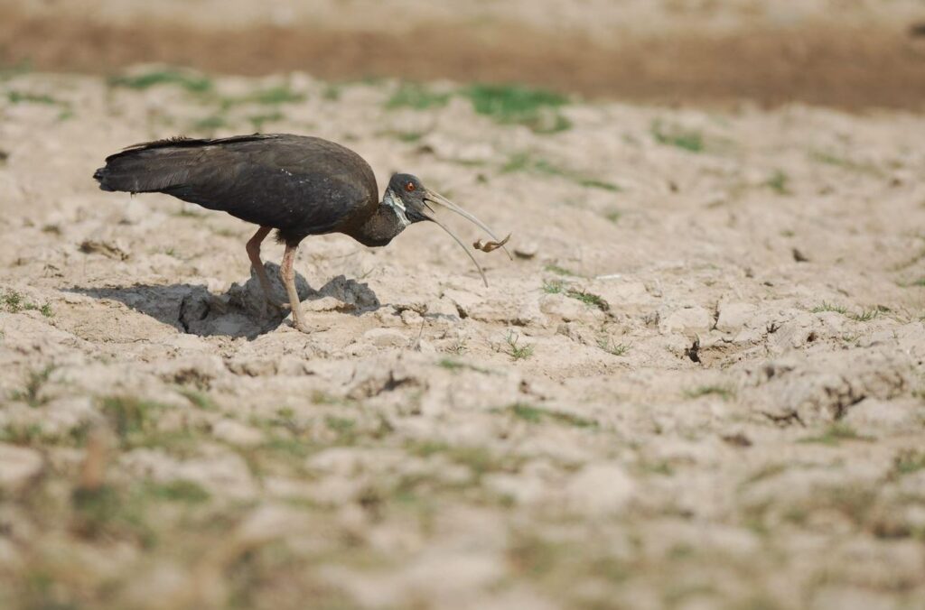 White-Shouldered Ibis