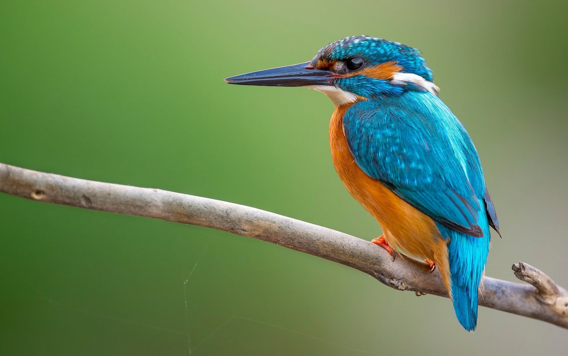 kingfisher, birdlife international