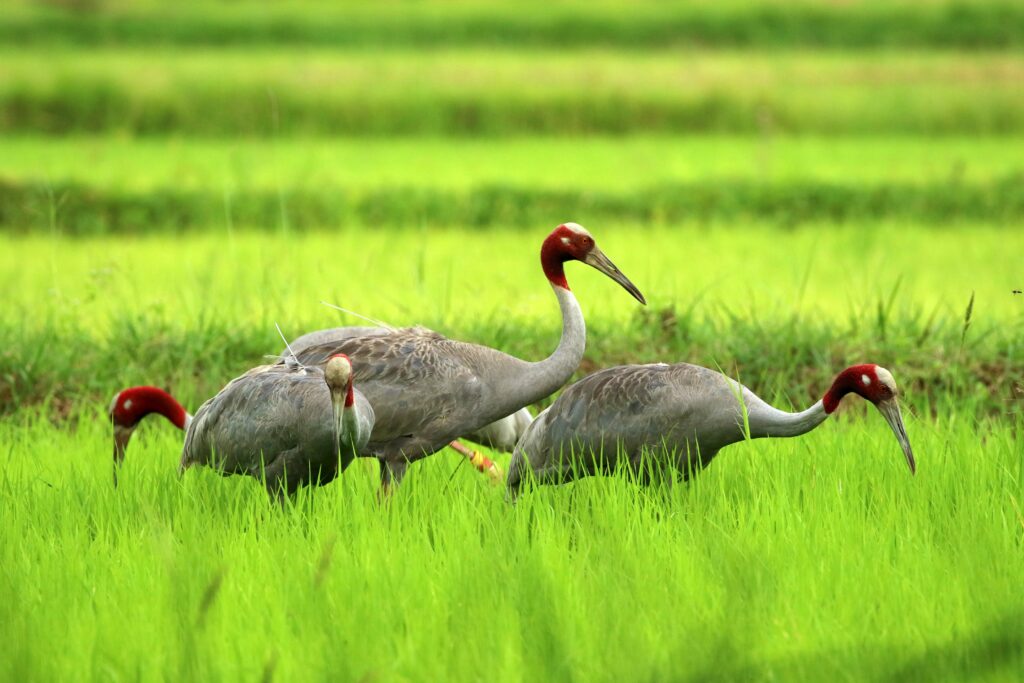 Sarus Crane