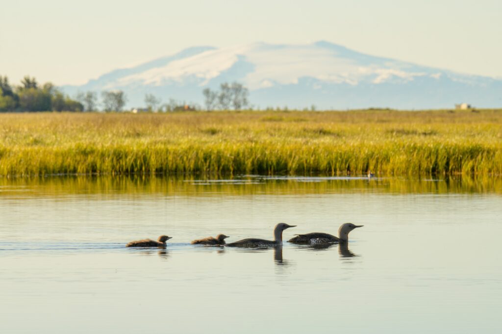 Red-throated Diver / Gavia stellata Photographer Lars Soerink