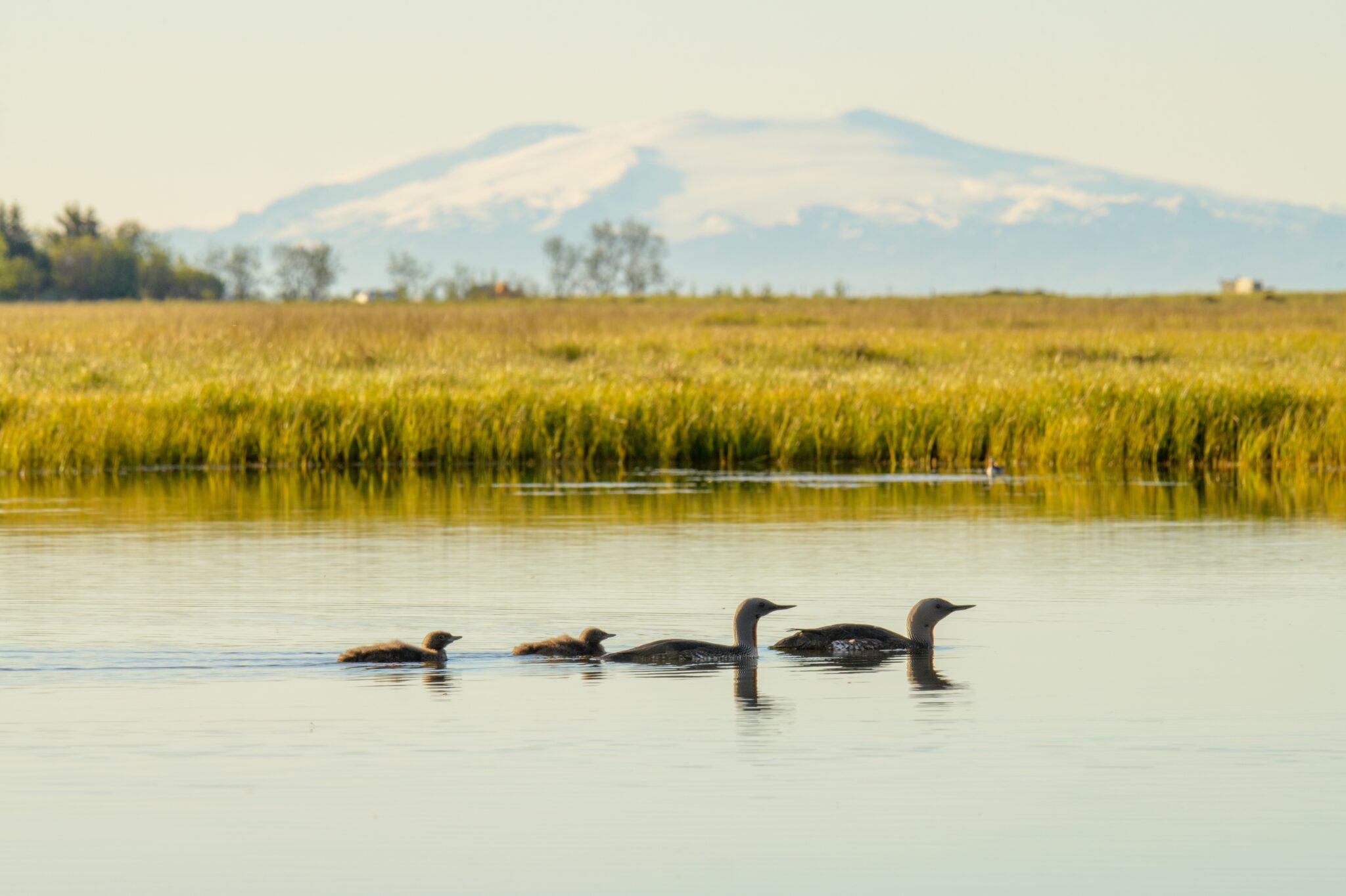 Red-throated Diver / Gavia stellata Photographer Lars Soerink