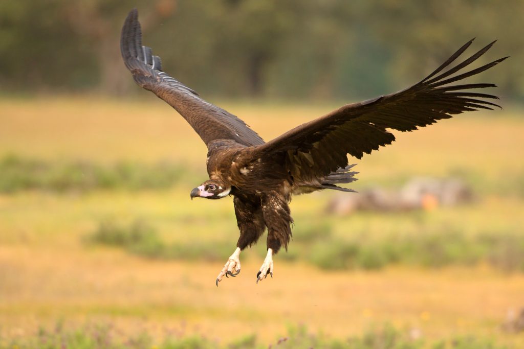 Cinerous Vulture Soaring