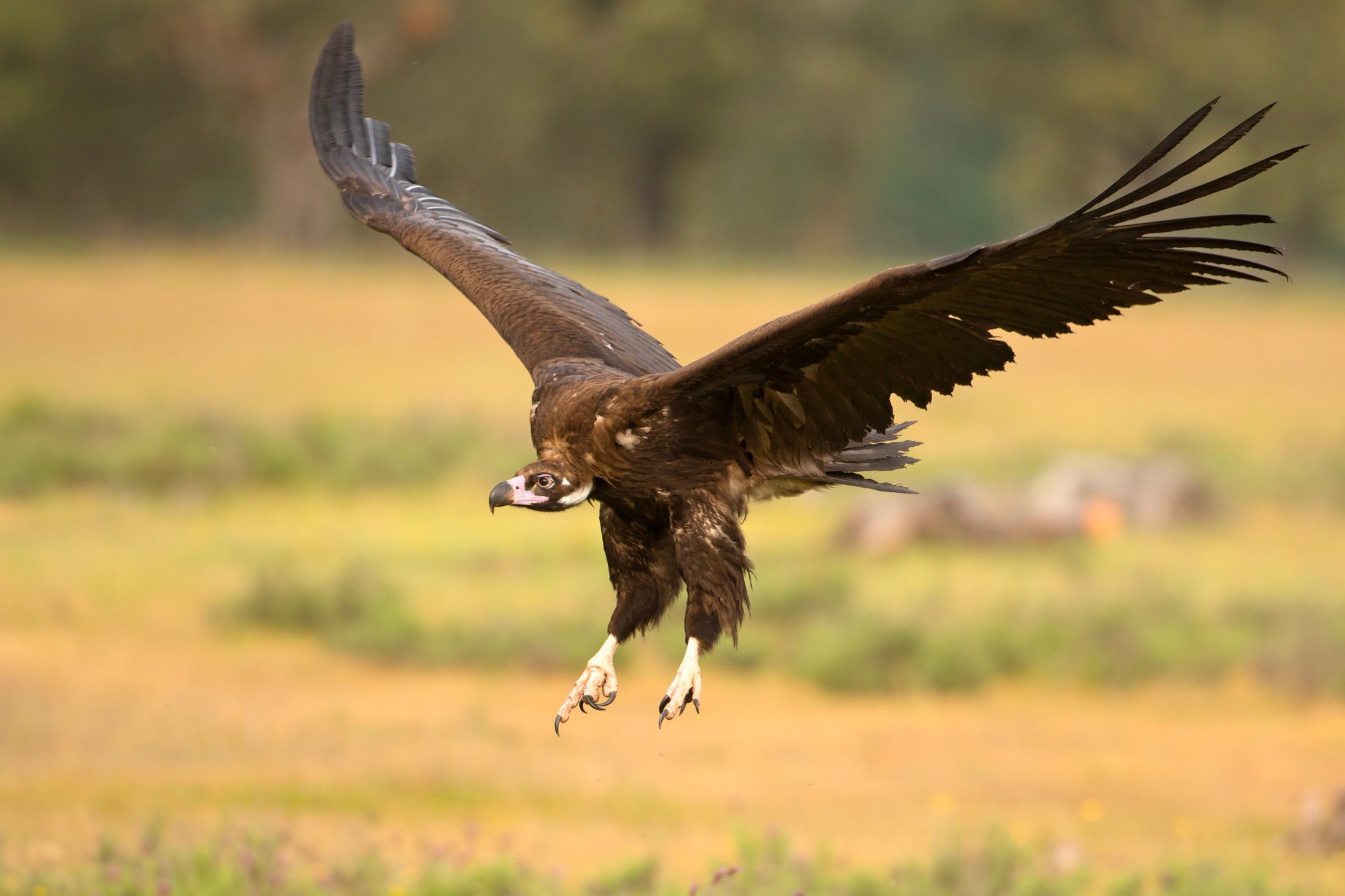 Cinerous Vulture Soaring