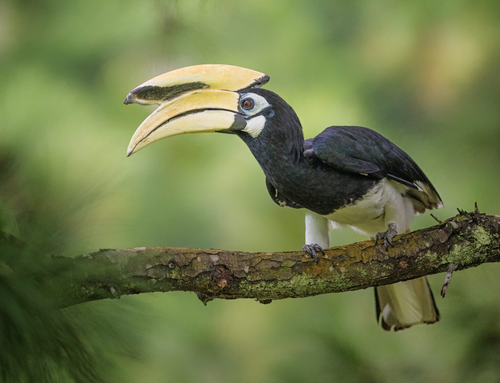 Oriental Pied Hornbill on branch by Bjorn Olesen