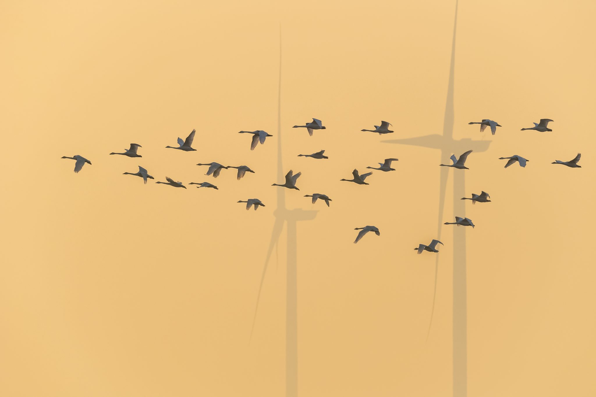 flock of swans in front of wind turbine