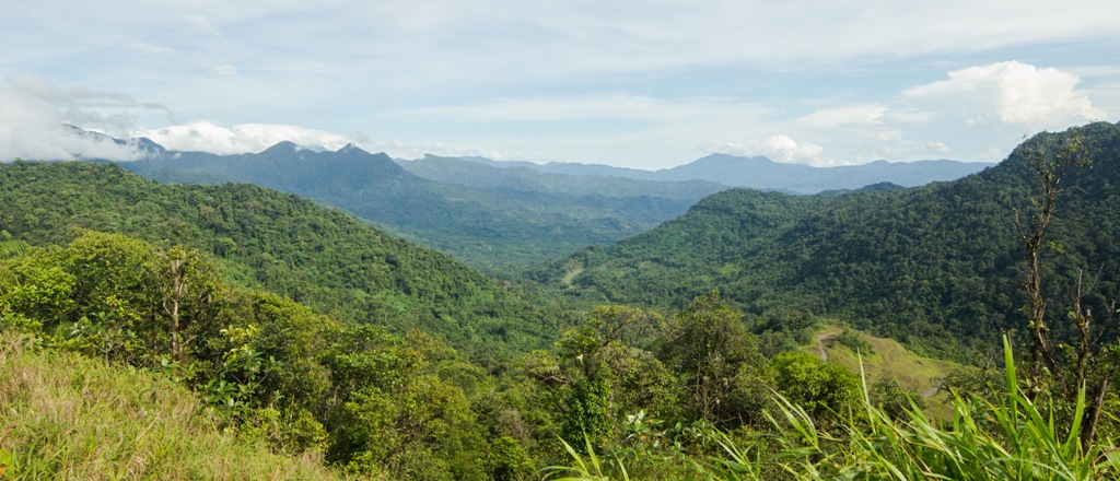 Rainforest habitat for birds and wildlife in Panama, South America