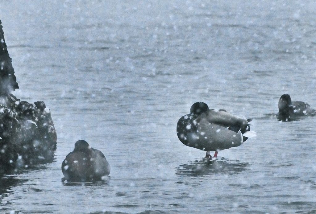 Mallard ducks in snow, Japan copyright HIH Princess Takamado