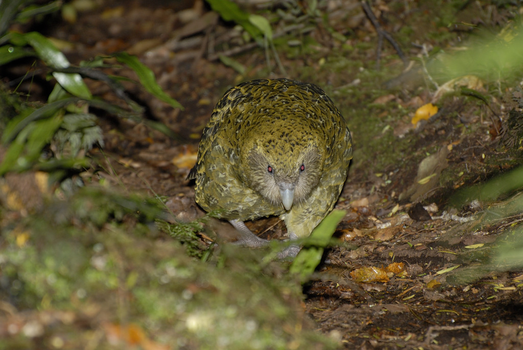 Critically Endangered Kakapo, New Zealand.