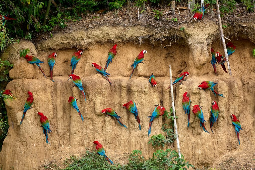 Red-and-green Macaws at a clay lick in Peru, South America.
