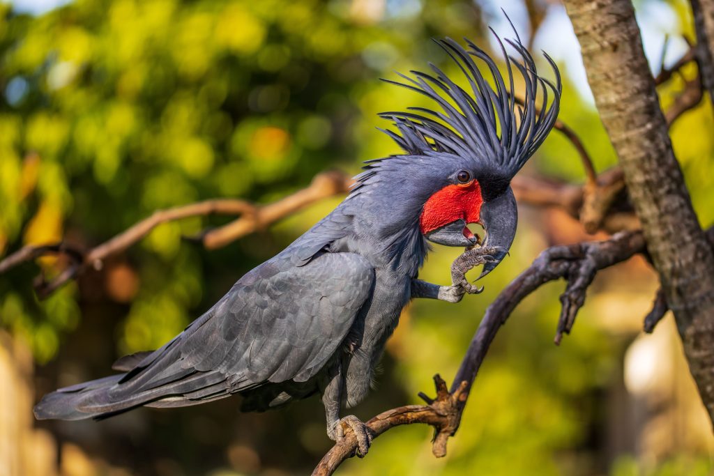 Near Threatened Palm Cockatoo