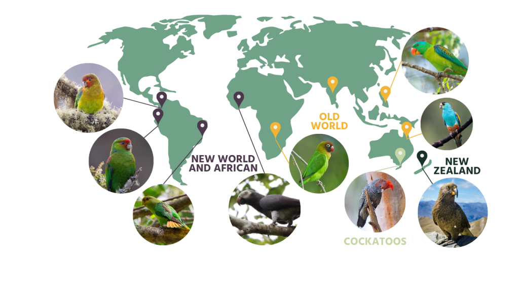 A world map of where you can find parrots, from rainforests of South America to the deserts of Australia.