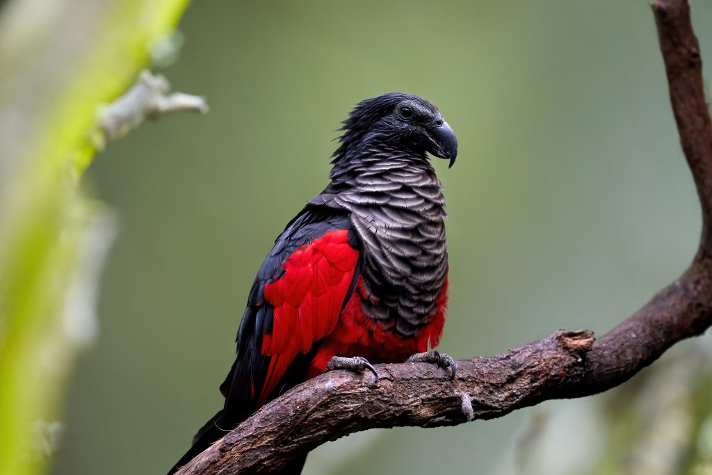 Vulnerable Pesquet’s Parrot from the mountains of New Guinea.