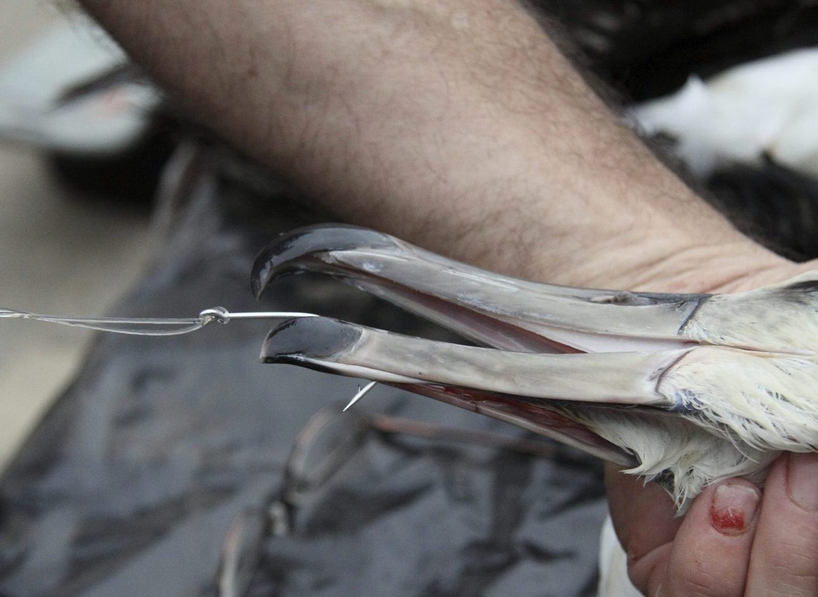 A tender hand holds onto the head of an Albatross to remove a hook in its beak.