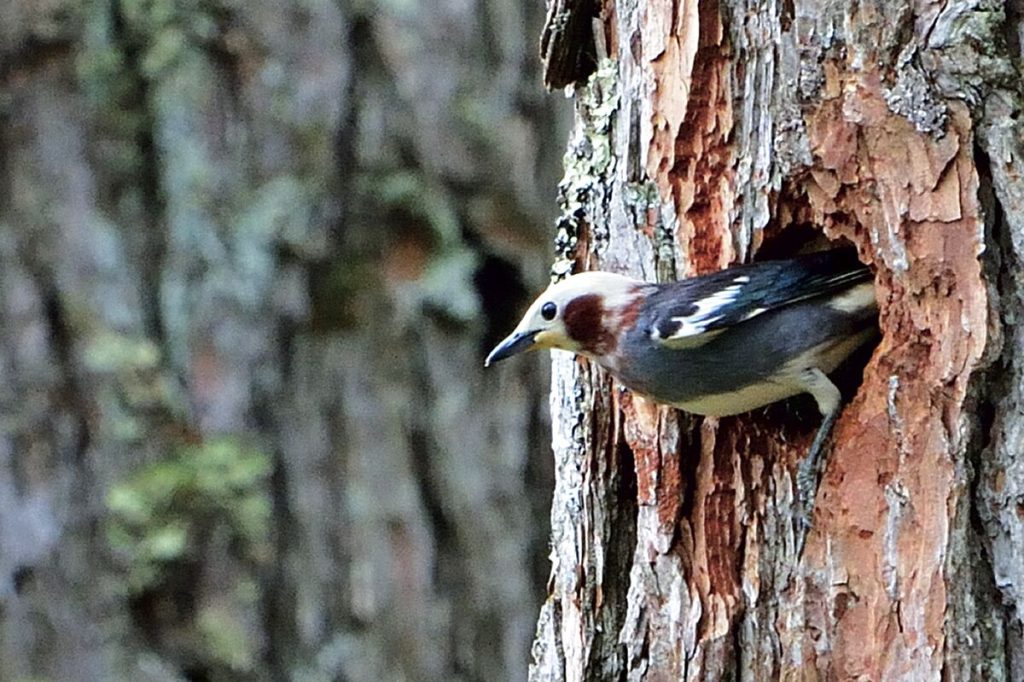 Chestnut-cheeked Startling (Agropsar philippensis) in Japan, taken by HIH Princess Takamado