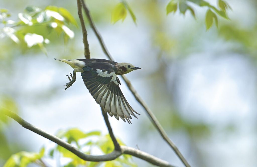 Chestnut-cheeked Startling (Agropsar philippensis) in Japan, taken by HIH Princess Takamado