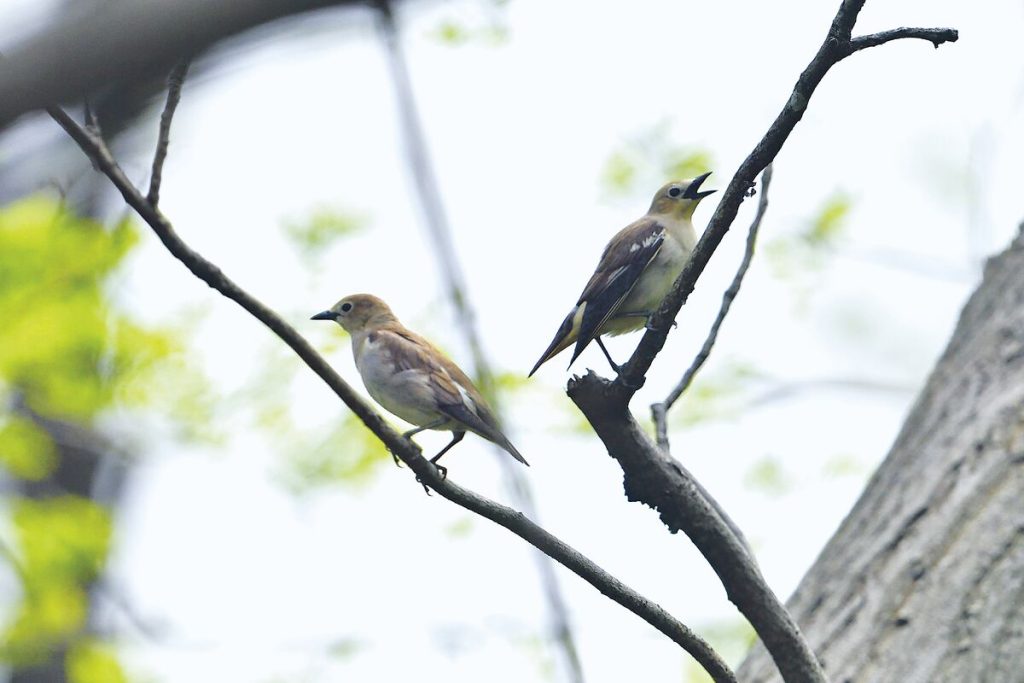 Chestnut-cheeked Startlings (Agropsar philippensis) in Japan, taken by HIH Princess Takamado