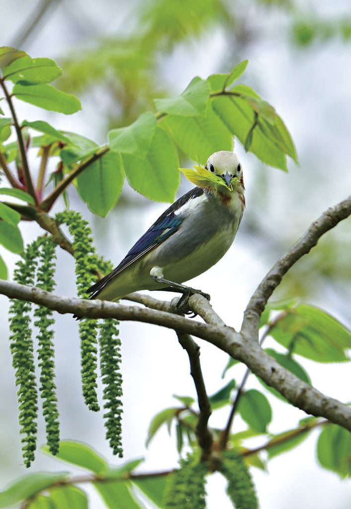 Chestnut-cheeked Startling (Agropsar philippensis) carrying nesting material in Japan, taken by HIH Princess Takamado