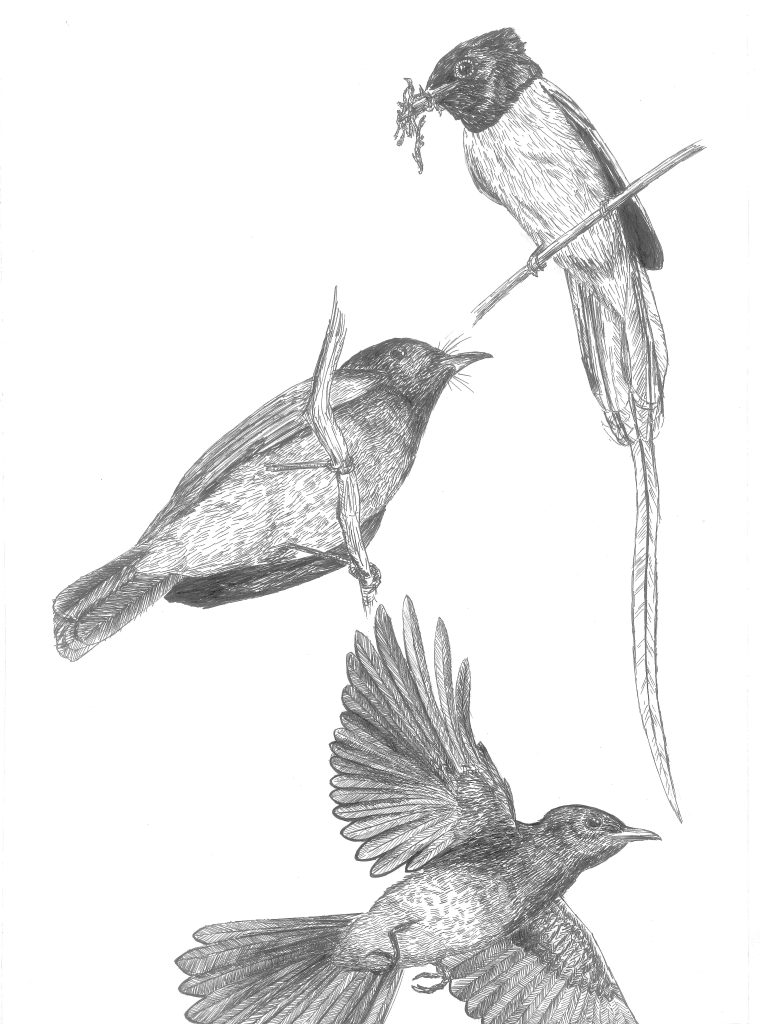 Artwork of Blyth's Paradise Flycatcher from Tay Zhi Ming