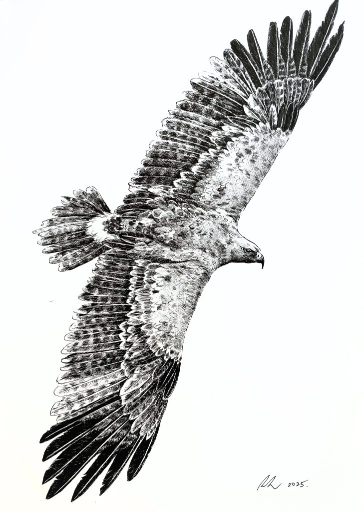Artwork of a Steppe Eagle by Rennie Lee