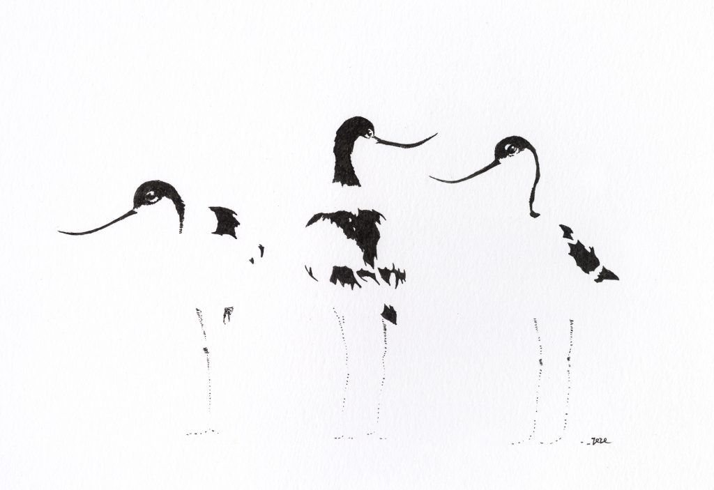 Artwork of Pied Avocets from Ze Ze Lai