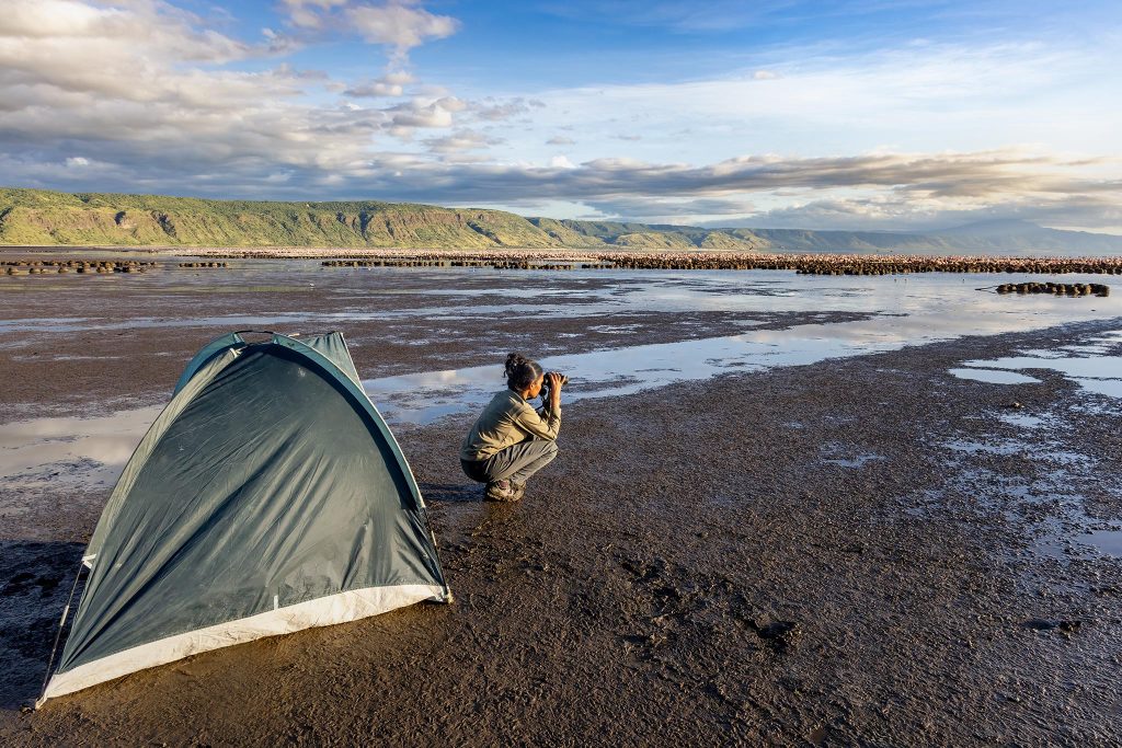 Breeding colony observation in 43C