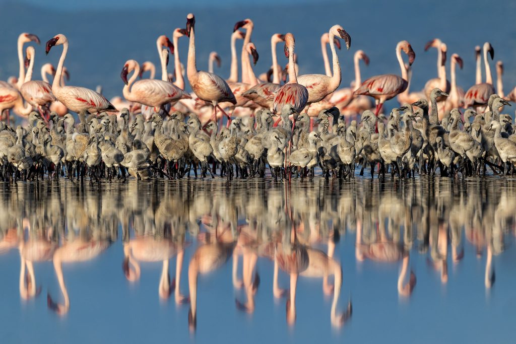 Adult-Lesser-Flamingos-stand-behind-a-creche-of-chicks-in-the-shallow-waters-of-south-west-Lake-Natron-