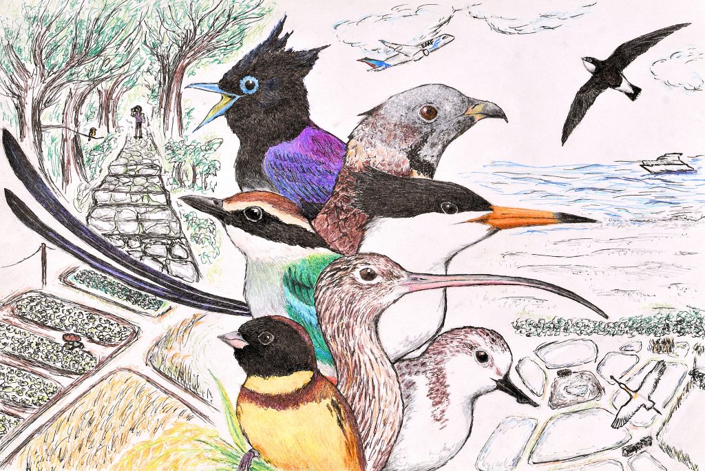 Winner of the World Migratory Bird Day art competition artwork by Paris Wong