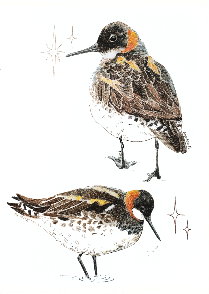 Artwork of migratory birds from Mentari Nursaniya