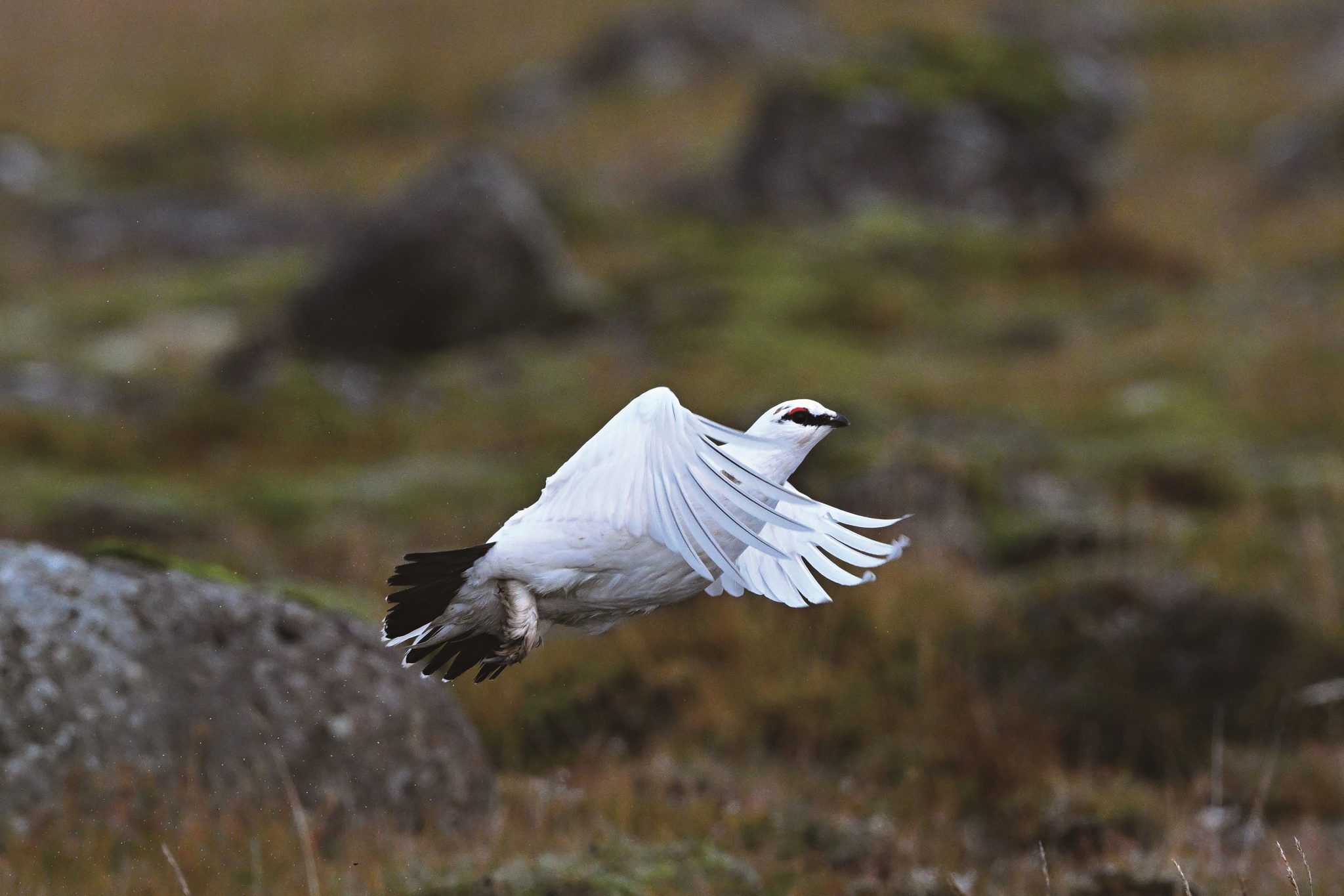 Rock Ptarmigan, Iceland © HIH Princess Takamado