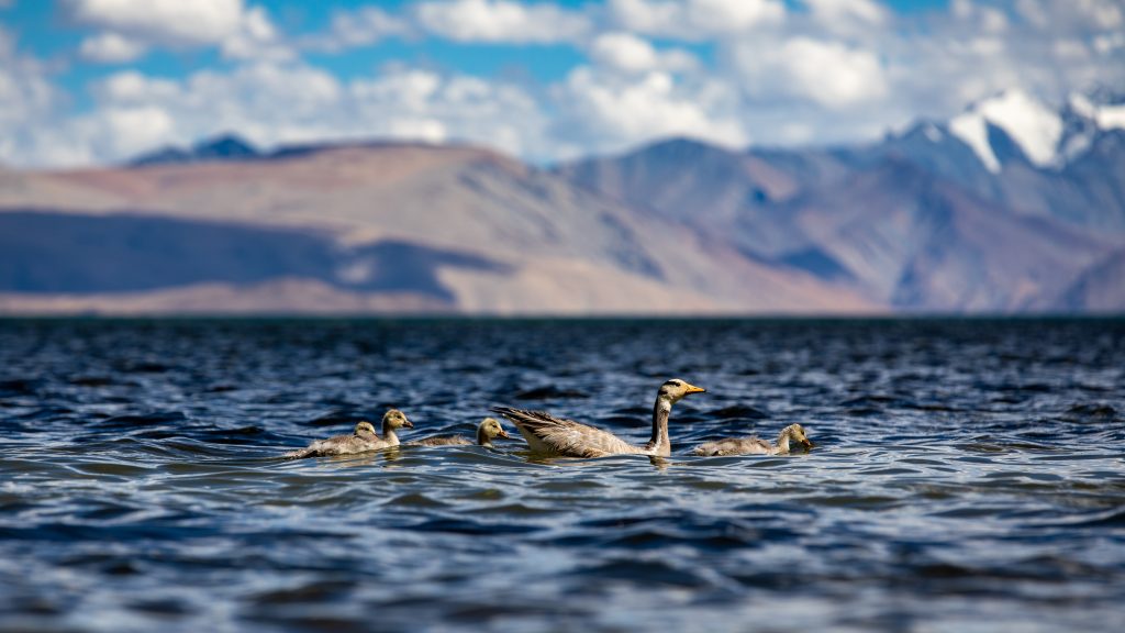 Bar-headed goose chicks on water
