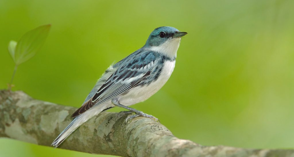 Cerulean Warbler (C) Ed Schneider, Shutterstock