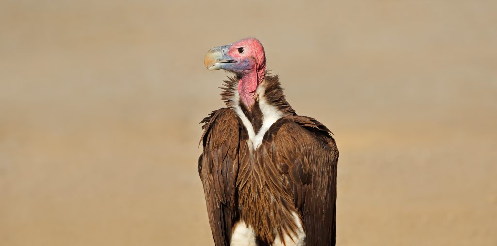 A Lappet-faced Vulture looking left.