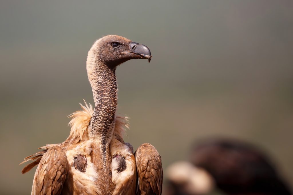 Portrait of a White-Backed Vulture looking around.