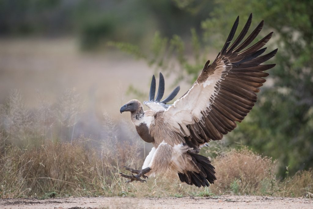 An image of a A White-backed Vulture with wings outstretched as it lands on the ground, with grass and trees in the background.