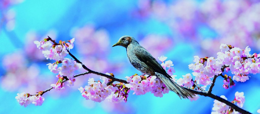 Brown-eared Bulbul © HIH Princess Takamado