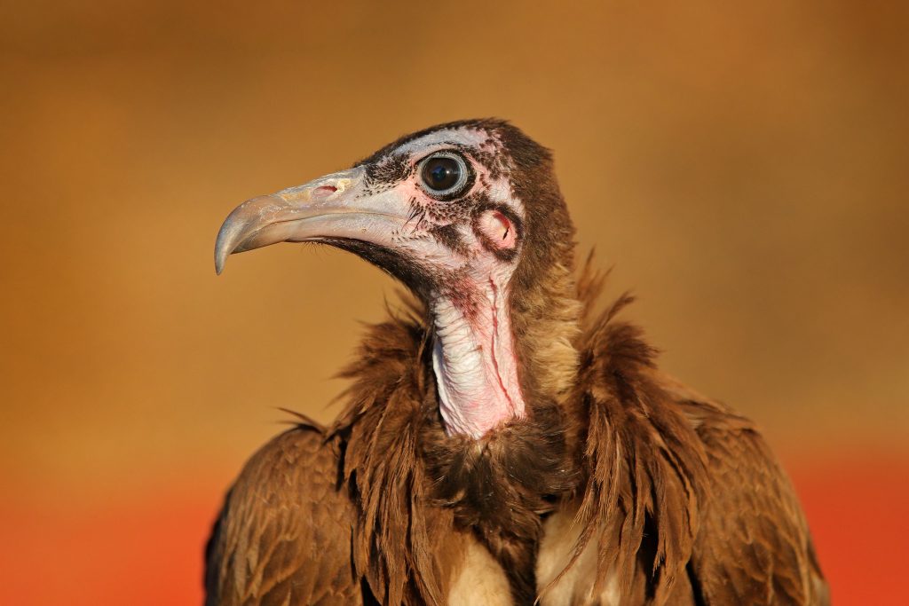 A Hooded Vulture sits in the grass in the savannah.