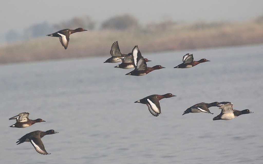 Ferruginous Duck