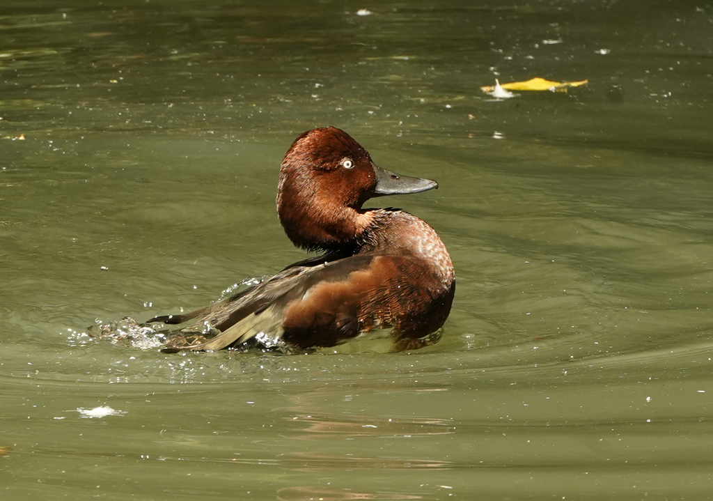 Ferruginous Duck in water