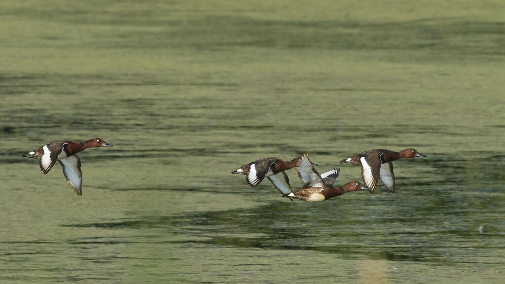 Ferruginous Duck flying