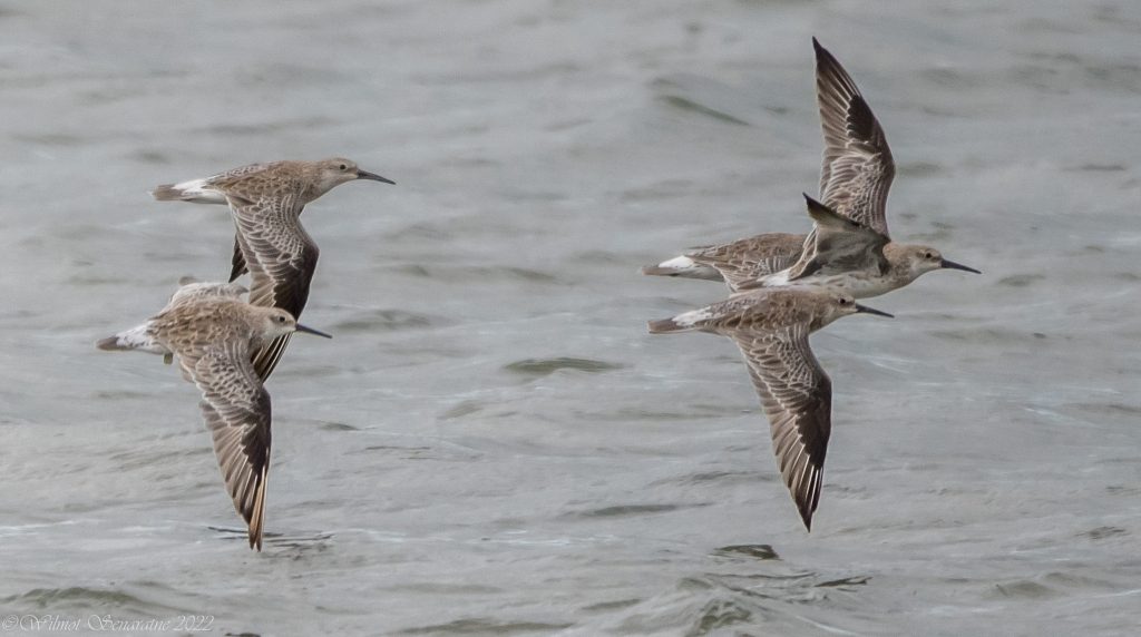 Great Knot