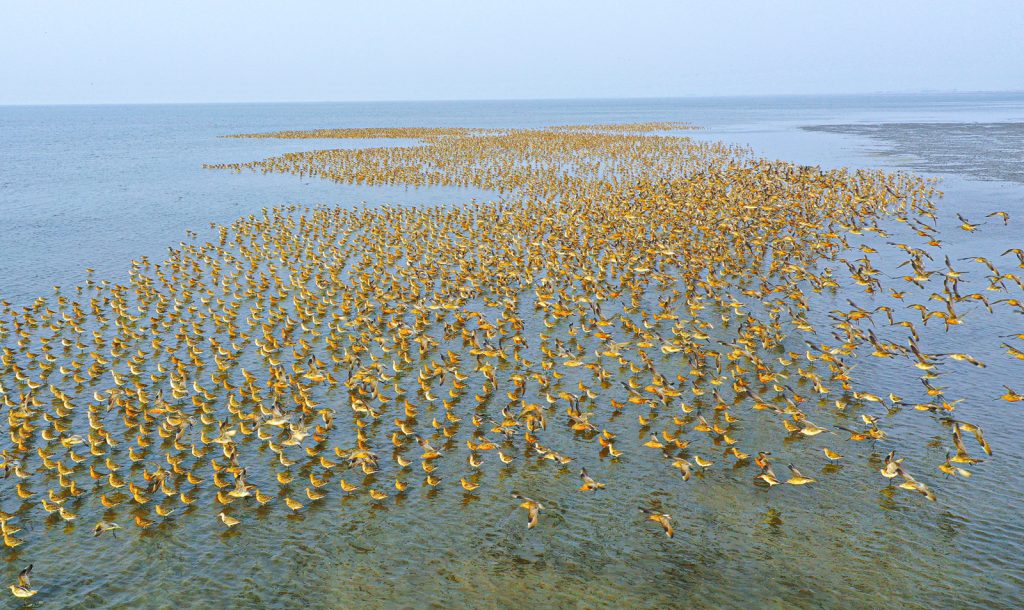 Yalu River Estuary