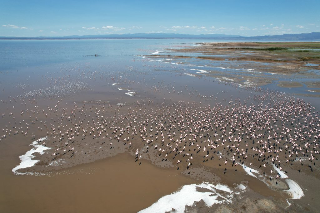 Lesser and Greater Flamingos